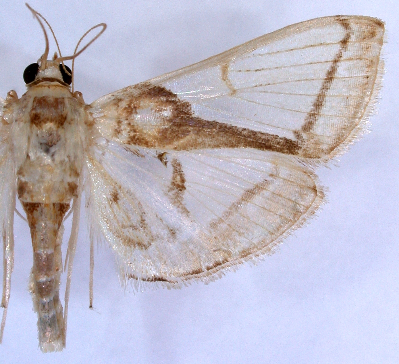 Didymostoma sp. 1